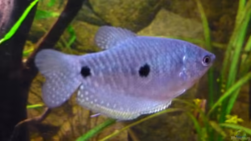 Besatz im Aquarium Becken 5552 von Christiane Feldmann (35)