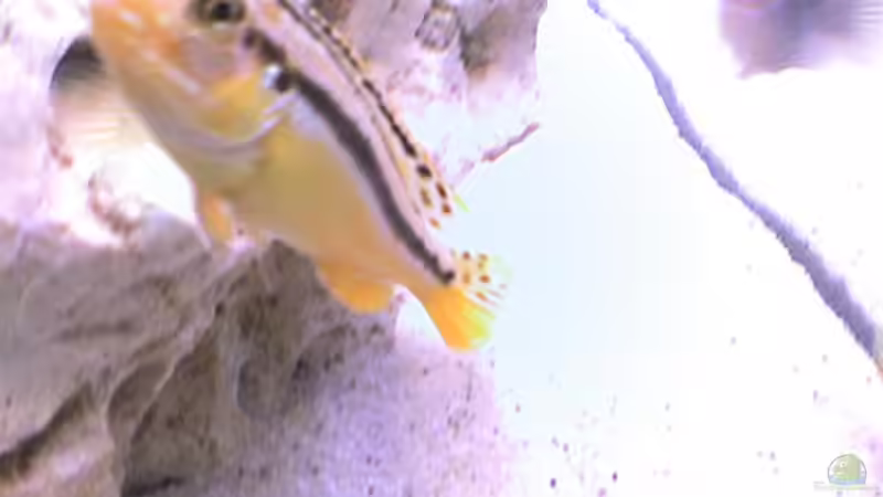 Besatz im Aquarium Becken 5558 von Patrick Schmitt (3)