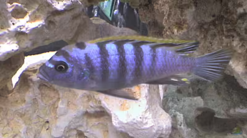 Besatz im Aquarium Becken 5558 von Patrick Schmitt (4)