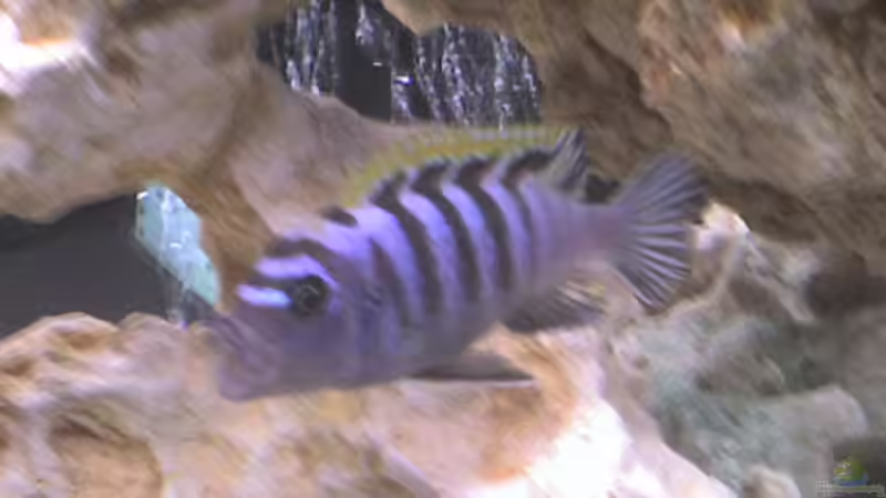 Besatz im Aquarium Becken 5558 von Patrick Schmitt (5)