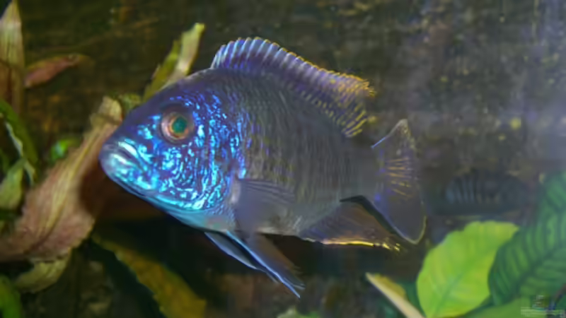 Besatz im Aquarium Becken 5568 von Dominic Zuccarelli (15)