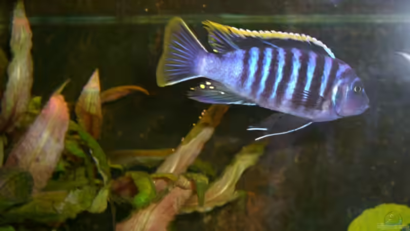 Besatz im Aquarium Becken 5568 von Dominic Zuccarelli (17)