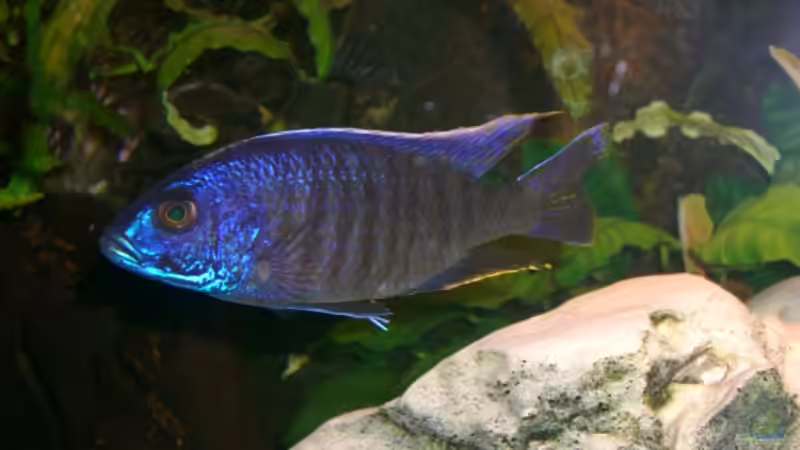 Besatz im Aquarium Becken 5568 von Dominic Zuccarelli (18)