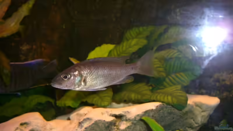 Besatz im Aquarium Becken 5568 von Dominic Zuccarelli (19)