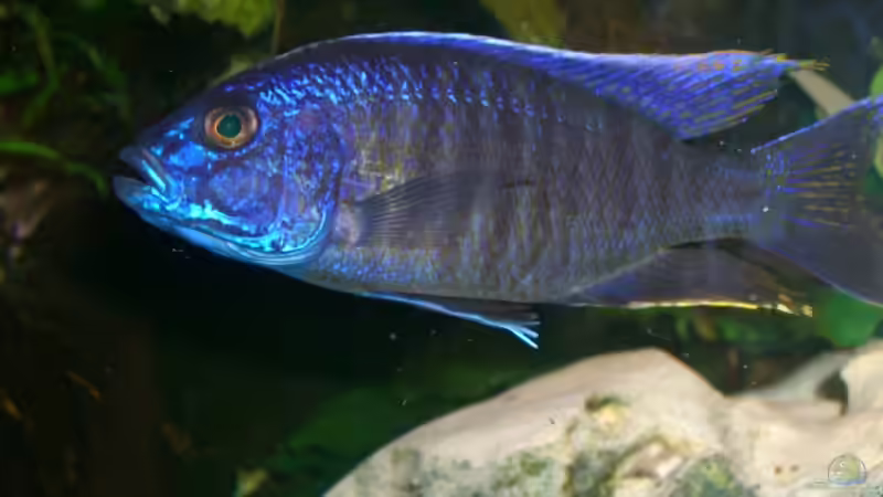 Besatz im Aquarium Becken 5568 von Dominic Zuccarelli (20)