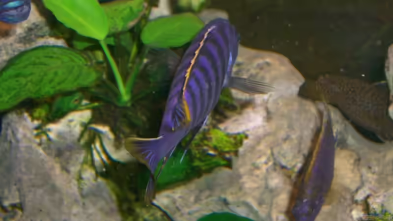 Besatz im Aquarium Becken 5568 von Dominic Zuccarelli (22)