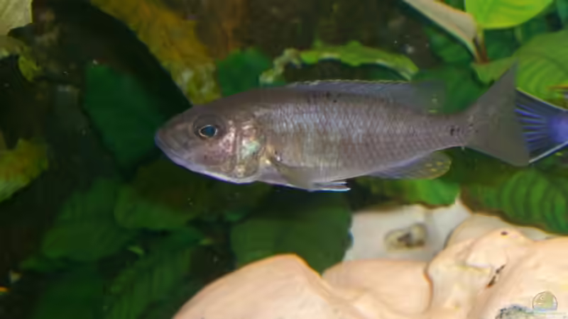 Besatz im Aquarium Becken 5568 von Dominic Zuccarelli (23)