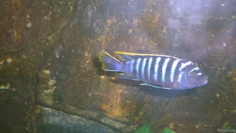 Besatz im Aquarium Becken 5568 von Dominic Zuccarelli (24)