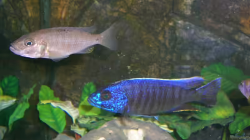 Besatz im Aquarium Becken 5568 von Dominic Zuccarelli (25)