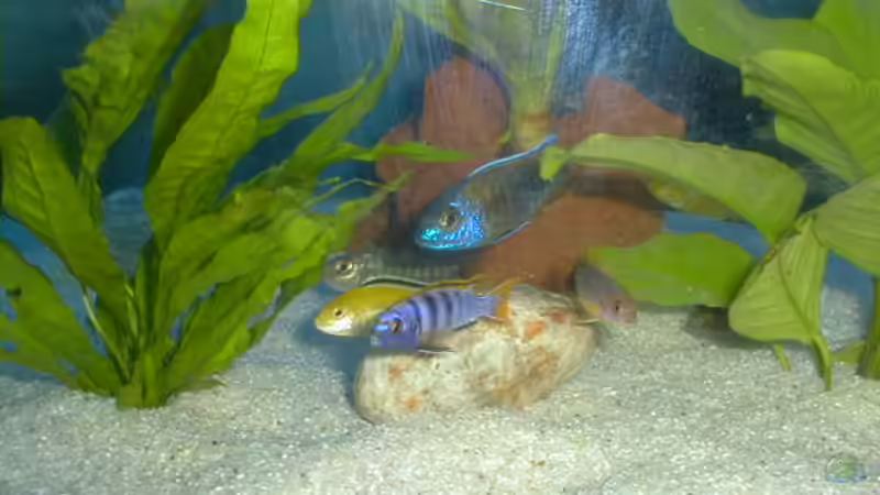 Besatz im Aquarium Becken 56 von Andreas Sachisthal (6)