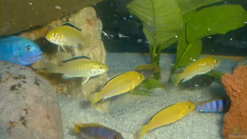 Besatz im Aquarium Becken 56 von Andreas Sachisthal (7)