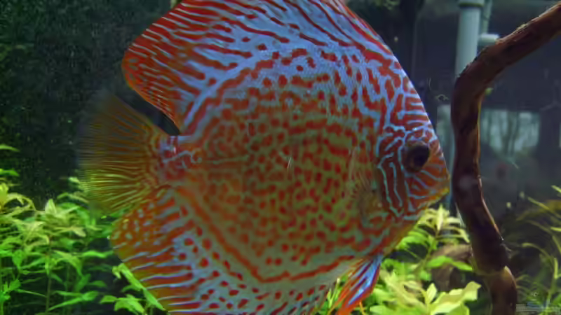 Besatz im Aquarium Becken 5608 von ScArFaCe (11)