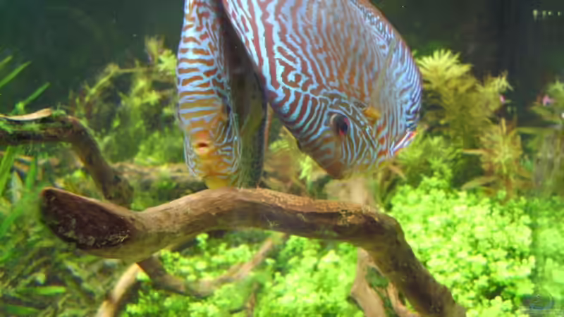 Besatz im Aquarium Becken 5608 von ScArFaCe (7)