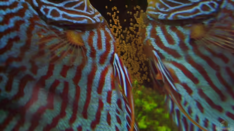 Besatz im Aquarium Becken 5608 von ScArFaCe (8)