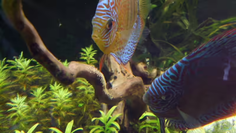 Besatz im Aquarium Becken 5608 von ScArFaCe (9)