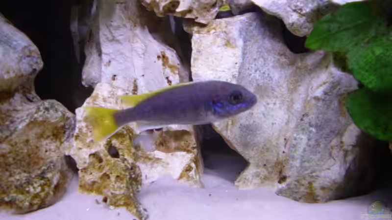 Besatz im Aquarium Becken 5610 von Kay Schmitz (10)