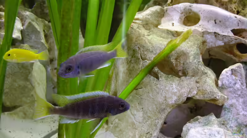 Besatz im Aquarium Becken 5610 von Kay Schmitz (11)