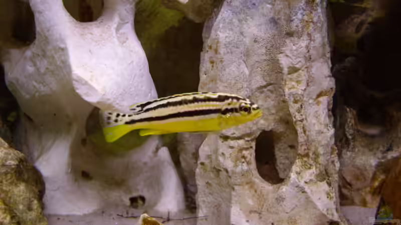 Besatz im Aquarium Becken 5610 von Kay Schmitz (12)