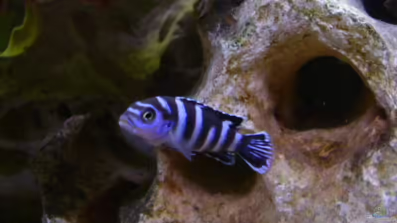 Besatz im Aquarium Becken 5610 von Kay Schmitz (13)