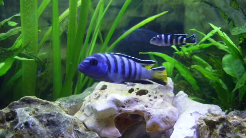 Besatz im Aquarium Becken 5610 von Kay Schmitz (16)