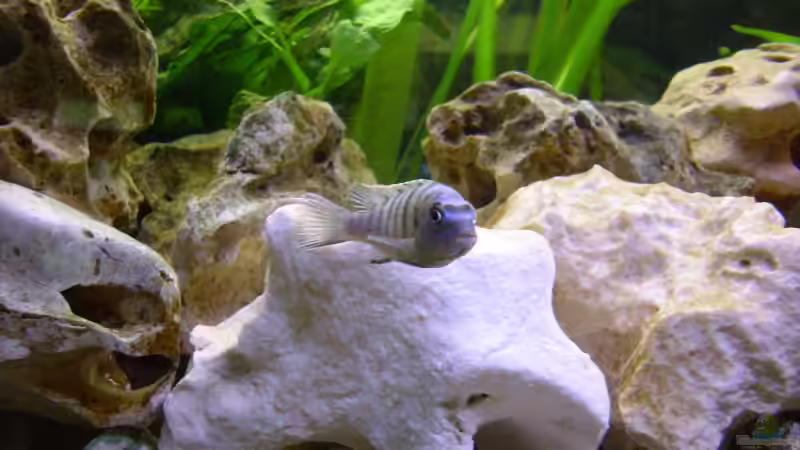 Besatz im Aquarium Becken 5610 von Kay Schmitz (17)