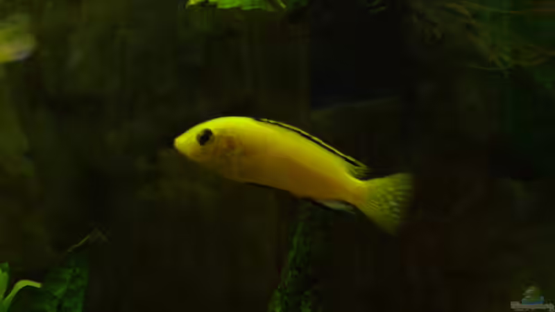 Besatz im Aquarium Becken 5610 von Kay Schmitz (18)