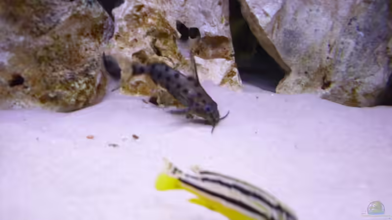 Besatz im Aquarium Becken 5610 von Kay Schmitz (19)