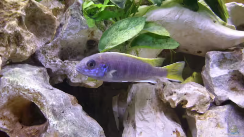 Besatz im Aquarium Becken 5610 von Kay Schmitz (8)