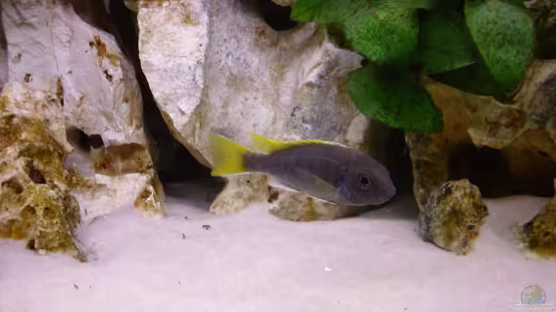 Besatz im Aquarium Becken 5610 von Kay Schmitz (9)