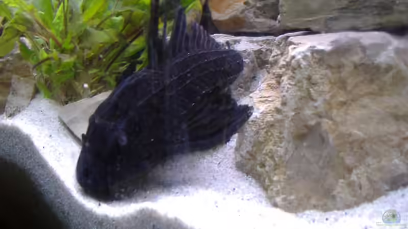 Besatz im Aquarium Becken 562 von Milatz Darian (27)