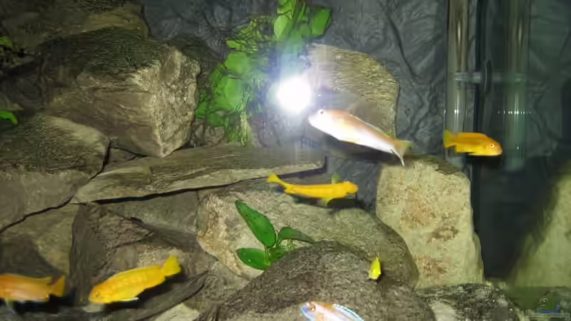 Besatz im Aquarium Becken 5620 von Stephan Germann (10)