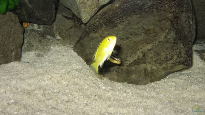 Besatz im Aquarium Becken 5620 von Stephan Germann (11)