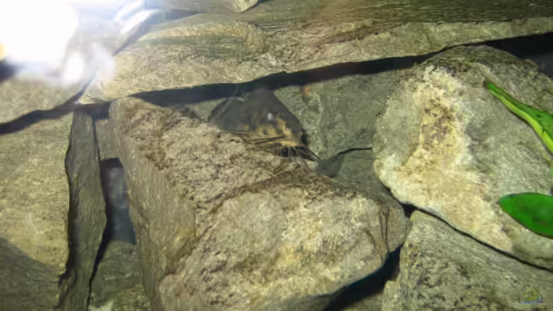 Besatz im Aquarium Becken 5620 von Stephan Germann (12)