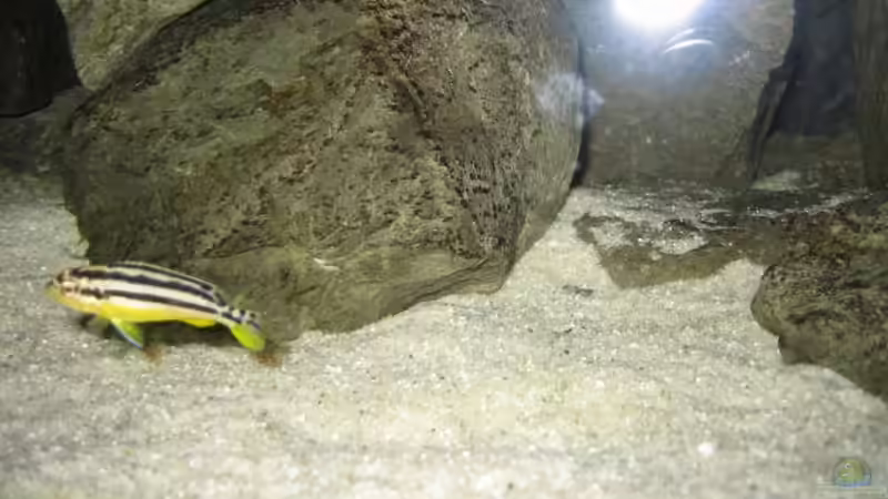 Besatz im Aquarium Becken 5620 von Stephan Germann (15)