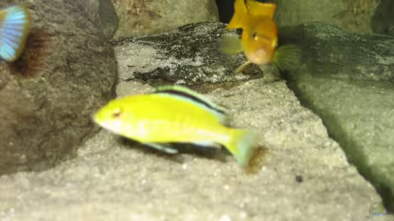 Besatz im Aquarium Becken 5620 von Stephan Germann (9)