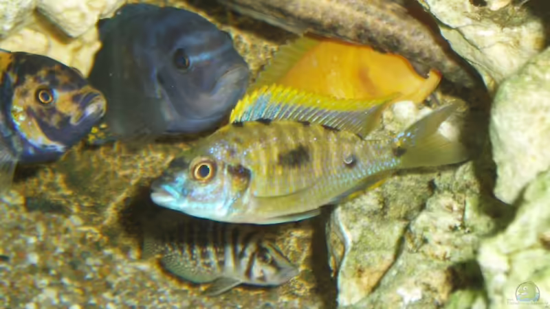 Besatz im Aquarium Becken 5623 von Dominik Strolz (3)