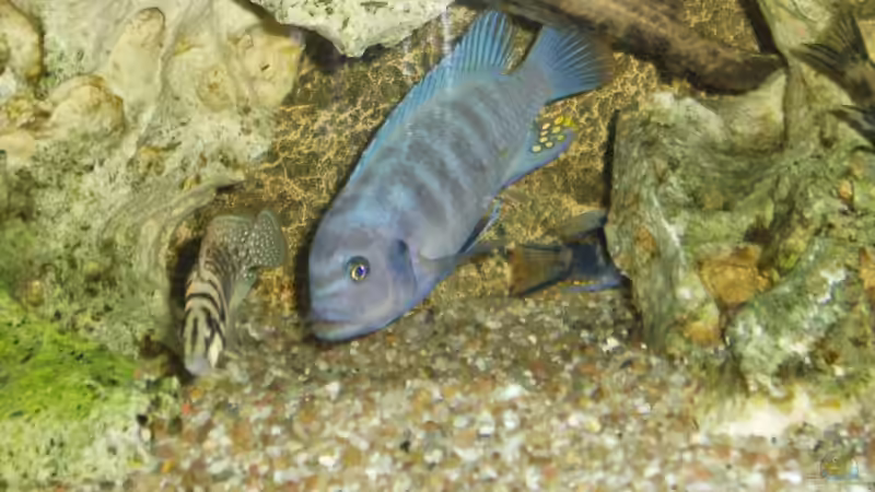 Besatz im Aquarium Becken 5623 von Dominik Strolz (4)