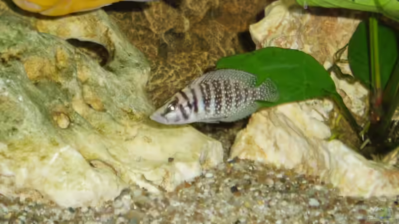 Besatz im Aquarium Becken 5623 von Dominik Strolz (5)