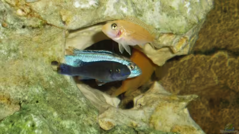 Besatz im Aquarium Becken 5623 von Dominik Strolz (6)