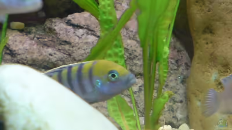 Besatz im Aquarium Becken 5629 von Timo Goesmann (3)