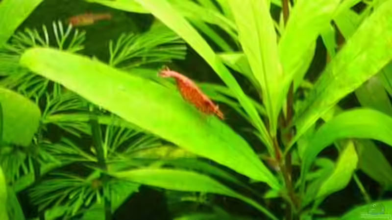 Besatz im Aquarium Becken 5631 von Lehmann Ronald (23)