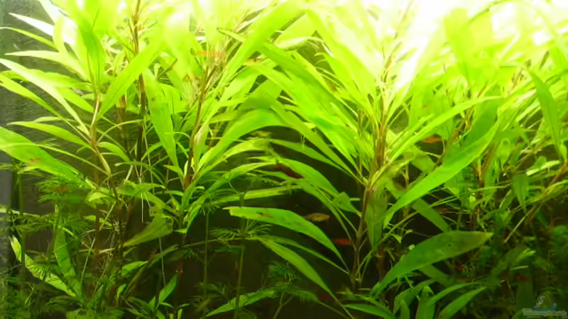 Besatz im Aquarium Becken 5631 von Lehmann Ronald (26)