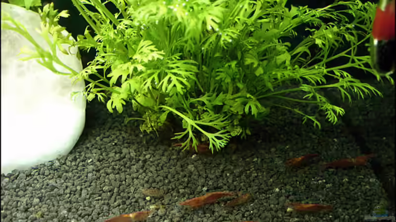 Besatz im Aquarium Becken 5639 von Oliver Steinmetz (12)