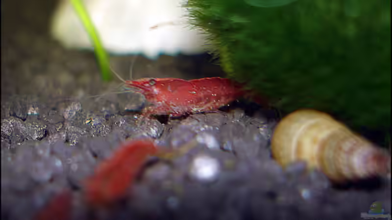 Besatz im Aquarium Becken 5639 von Oliver Steinmetz (9)