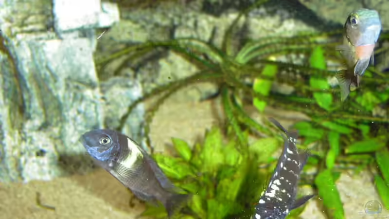 Besatz im Aquarium Becken 5642 von Alexander Uschkoreit (16)