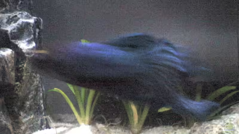 Besatz im Aquarium Becken 5645 von Patrick Schmitt (6)