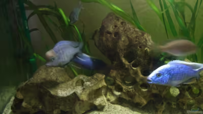 Besatz im Aquarium Becken 5662 von Patrick Kowalski (8)