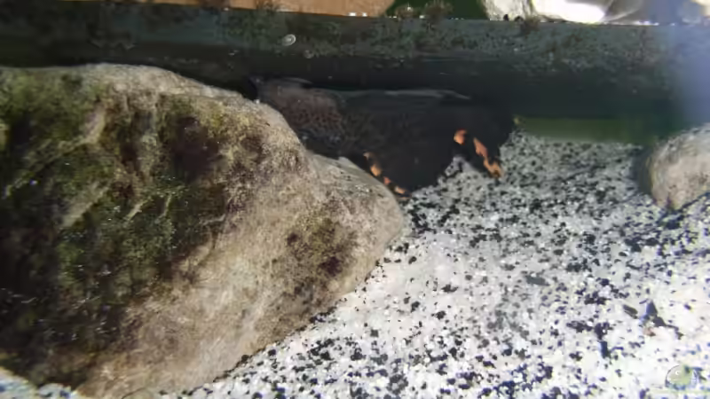 Besatz im Aquarium Becken 5662 von Patrick Kowalski (9)