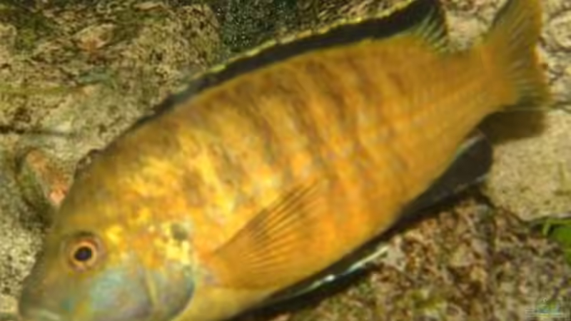 Besatz im Aquarium Becken 567 von Bernd Galler (10)