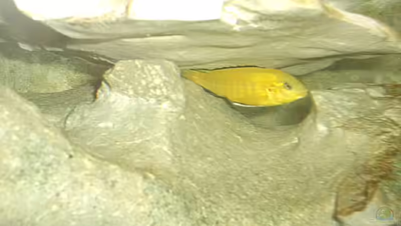 Besatz im Aquarium Becken 567 von Bernd Galler (14)